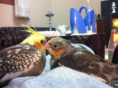 IMG_1626 (Large).JPG