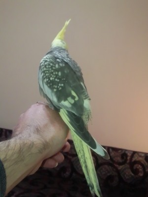 Photo105 (Large).jpg