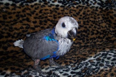 female_mutation1.jpg