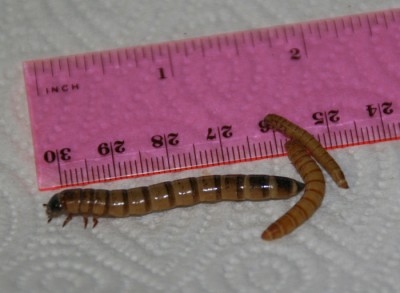 kingmealworms.jpg