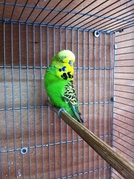 IMG_0071.JPG