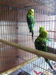 IMG_0074.JPG