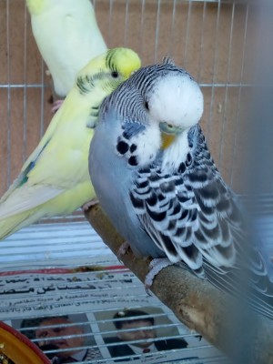 Photo131 (Large).jpg