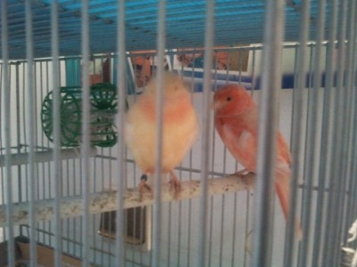 זוג ודאי כבר יש ביצה בקן