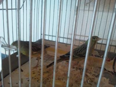 עוד זוג הימני  זה הקווקזי שר חבל על הזמן