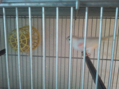 זו הנקבה הלבנה