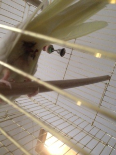 ניסיתי לצלם את הביב