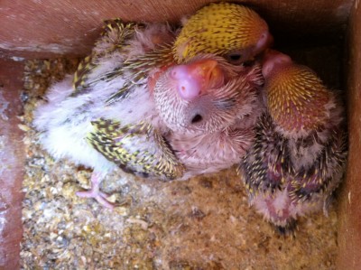 IMG_1836 (Large).JPG