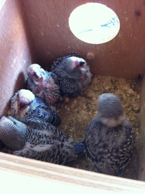 IMG_1837 (Large).JPG