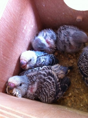 IMG_1840 (Large).JPG