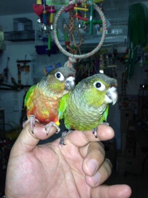 הגרינים היפים. עזרו לי להחליט!