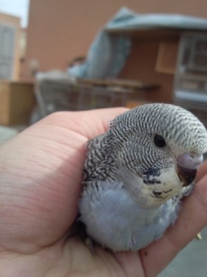 Photo040 (Large).jpg