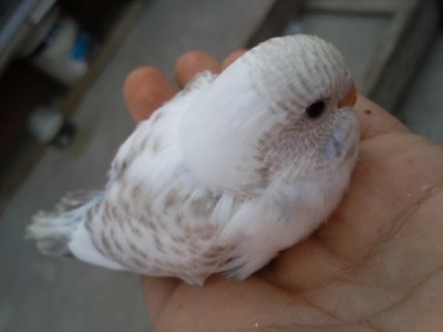 Photo042 (Large).jpg