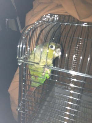 קיווי בנסיעה