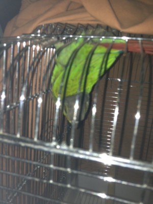 קיווי בנסיעה