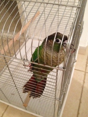 כשהגענו הביתה עדיין בכלוב הנשיאה