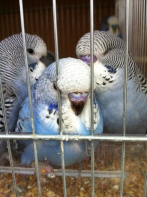 IMG_2009 (Large).JPG