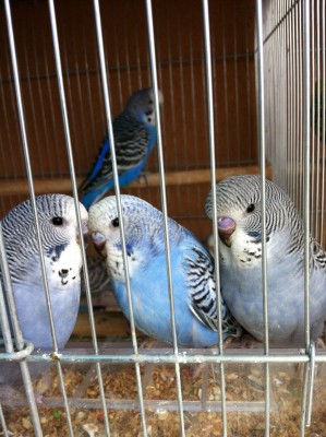 IMG_2001 (Large).JPG