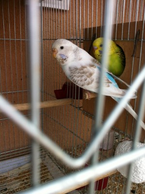 IMG_2008 (Large).JPG