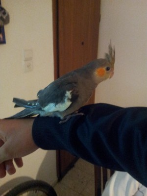 תמונה מוקטנת.jpg