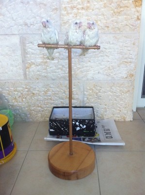 קוקטלים