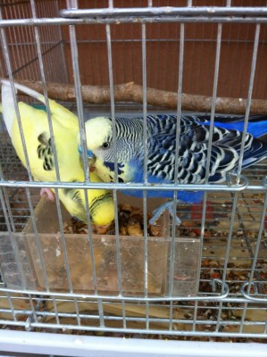 IMG_2175 (Medium).JPG