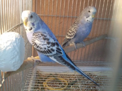 Photo015 (Large).jpg