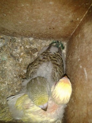 גוזלים של תוכונים.jpg