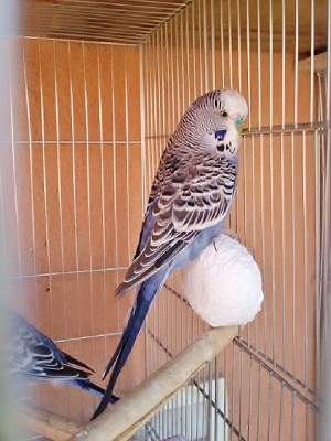 תוכון חצי אנגלי בגיל חודשיים