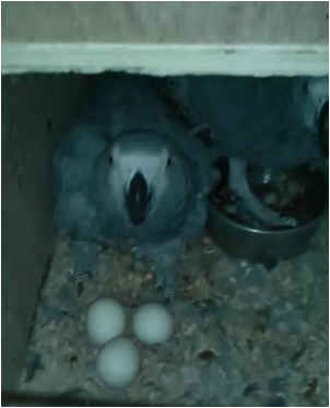 פה היא בדיוק באה לדגור אליהם