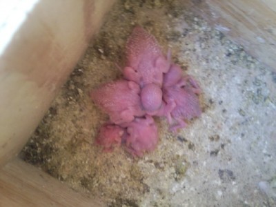 גוזלי תוכונים חצי אנגליים ( חדשים)