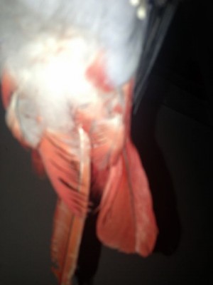 תמונה של הזנב בלי הנוצות החסרות