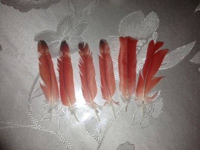 תמונה של הנוצות שמצאתי הבוקר