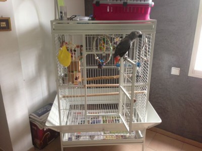 תמונה של הכלוב