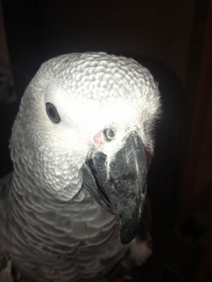 תמונה של הפצע מעל המקור