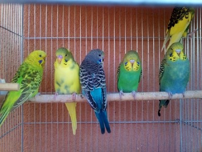 הגוזלים שיצאו מהתא עם אמא שלהם משמאל