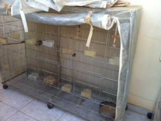 הכלוב הראשון