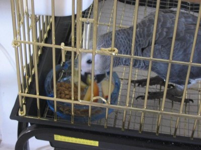 בתאבון קוקו!