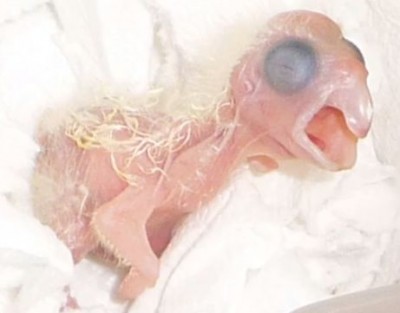 זה גוזל קקדו צהוב ציצית