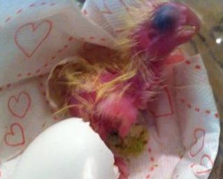 לפי המבנה רואים שהם אותו דבר<br />למשל אם תסתכלו על המקור של שניהם