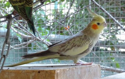 cockatiel %281%29.JPG