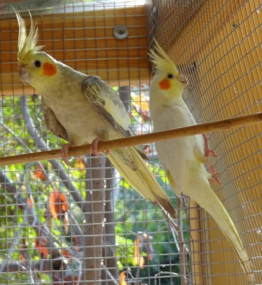cockatiels.JPG