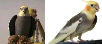 תוכים זכרים.jpg