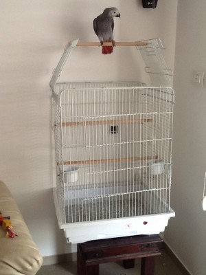 ג׳וי תוכי גיבור