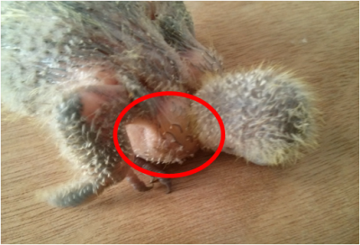 האחרי האכלה