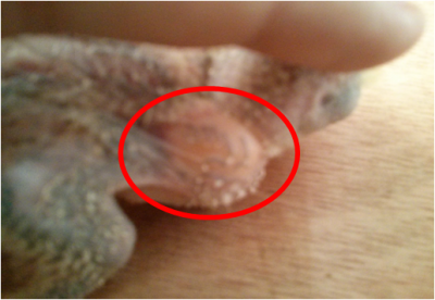 האחרי האכלה