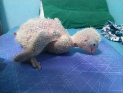 ככה הוא היה אחרי שהמוכר האכיל אותו