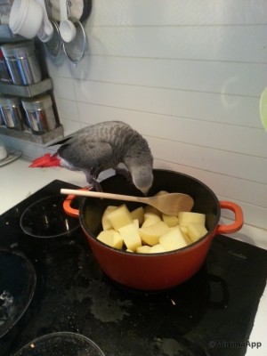 מבשלים