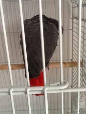 פוזה אופיינית