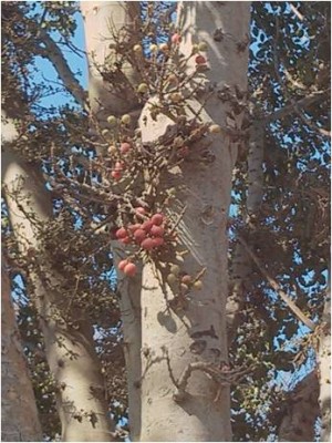 ראיתי שיש לו פירות.jpg